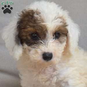 Cider, Bich-Poo Puppy
