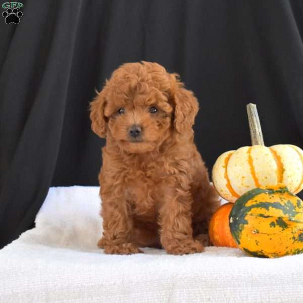 Cinnamon, Cavapoo Puppy