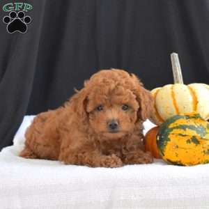 Cinnamon, Cavapoo Puppy