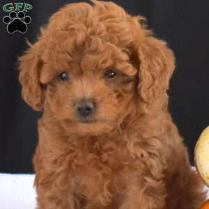 Cinnamon, Cavapoo Puppy