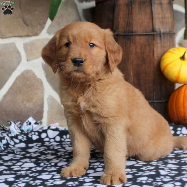 Clara, Golden Retriever Puppy
