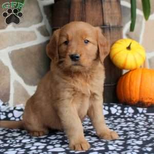 Clara, Golden Retriever Puppy