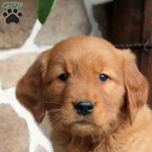 Clara, Golden Retriever Puppy