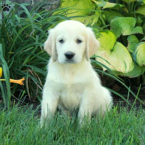 Clarence, English Cream Golden Retriever Puppy