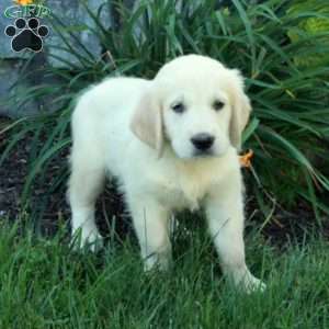 Clarence, English Cream Golden Retriever Puppy