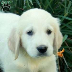 Clarence, English Cream Golden Retriever Puppy