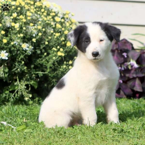 Clark, Border Collie Mix Puppy