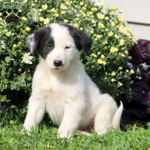 Clark, Border Collie Mix Puppy