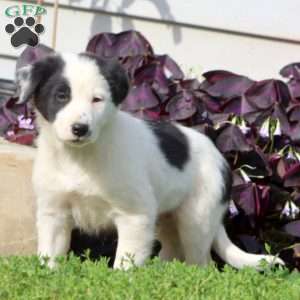 Clark, Border Collie Mix Puppy