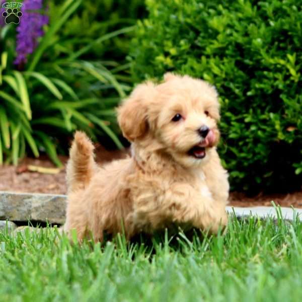 Classy, Maltipoo Puppy