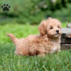 Classy, Maltipoo Puppy