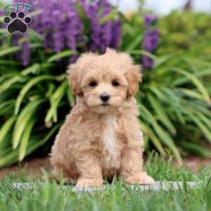 Classy, Maltipoo Puppy