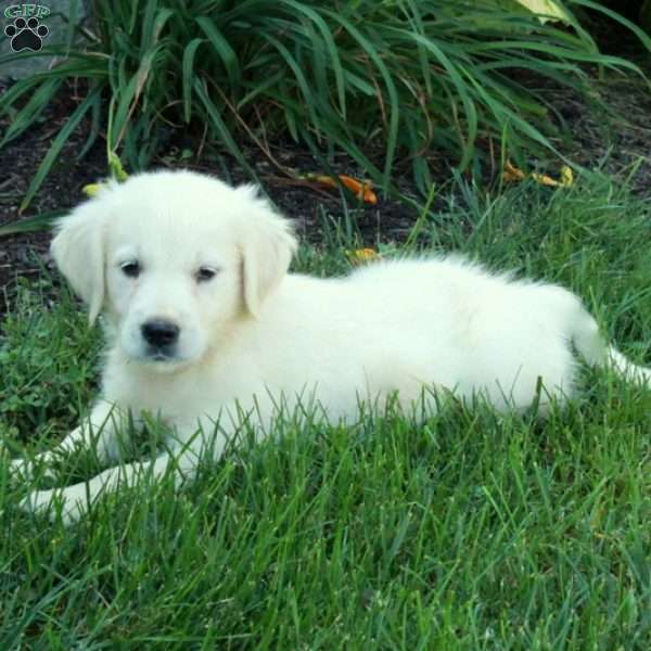 Claudia, English Cream Golden Retriever Puppy