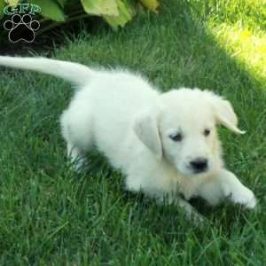 Claudia, English Cream Golden Retriever Puppy
