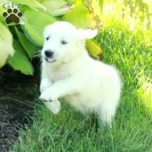 Claudia, English Cream Golden Retriever Puppy