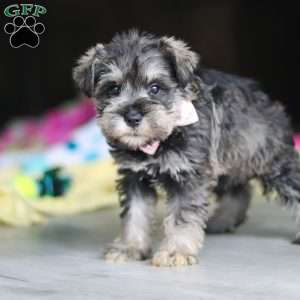 Clementine, Miniature Schnauzer Puppy