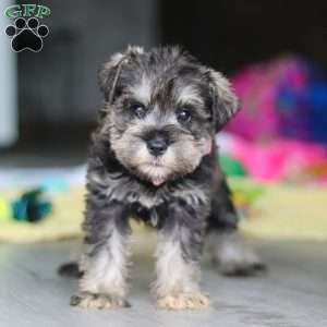 Clementine, Miniature Schnauzer Puppy