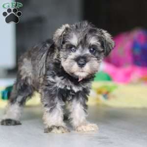 Clementine, Miniature Schnauzer Puppy