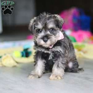 Clementine, Miniature Schnauzer Puppy