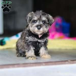 Clementine, Miniature Schnauzer Puppy