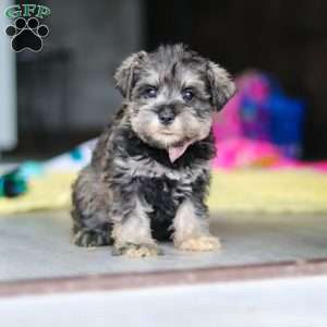 Clementine, Miniature Schnauzer Puppy