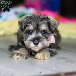 Clementine, Miniature Schnauzer Puppy
