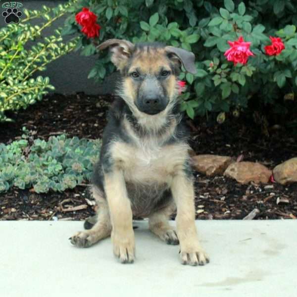 Cloud, German Shepherd Puppy