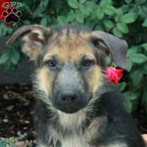 Cloud, German Shepherd Puppy