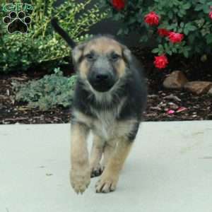 Cloud, German Shepherd Puppy