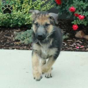 Cloud, German Shepherd Puppy