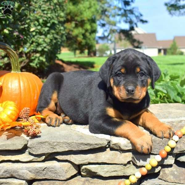 Clover, Rottweiler Puppy