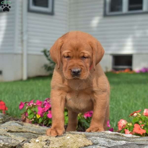 Clover, Fox Red Labrador Retriever Puppy