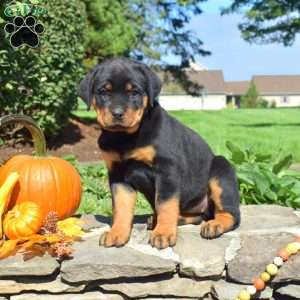 Clover, Rottweiler Puppy