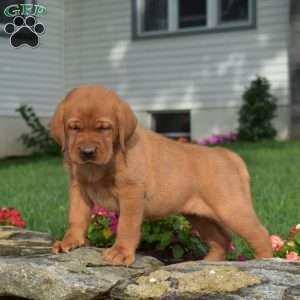 Clover, Fox Red Labrador Retriever Puppy