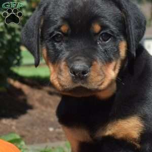 Clover, Rottweiler Puppy