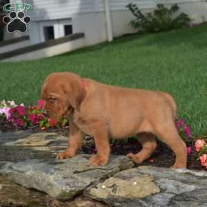 Clover, Fox Red Labrador Retriever Puppy