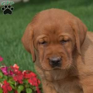 Clover, Fox Red Labrador Retriever Puppy