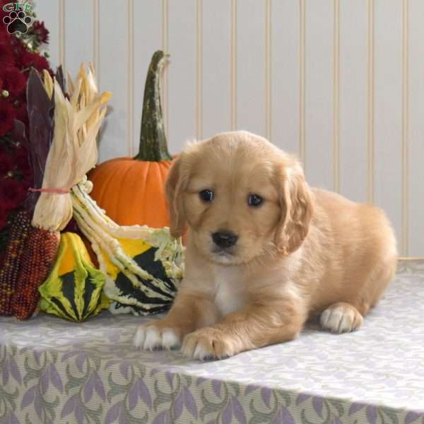 Clyde, Miniature Golden Retriever Puppy