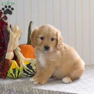 Clyde, Miniature Golden Retriever Puppy