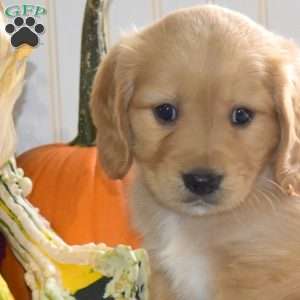 Clyde, Miniature Golden Retriever Puppy
