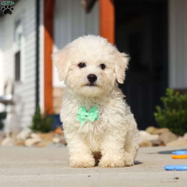 Coby, Bichon Frise Puppy