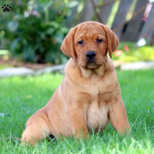 Cocoa, Fox Red Labrador Retriever Puppy