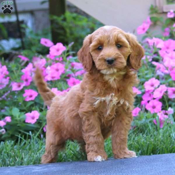 Coco, Goldendoodle Puppy