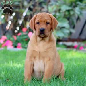 Cocoa, Fox Red Labrador Retriever Puppy