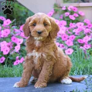 Coco, Goldendoodle Puppy
