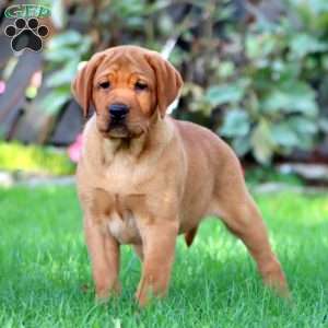 Cocoa, Fox Red Labrador Retriever Puppy