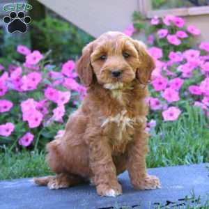 Coco, Goldendoodle Puppy