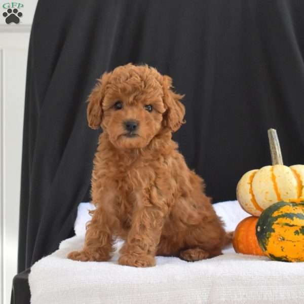 Cocoa, Cavapoo Puppy