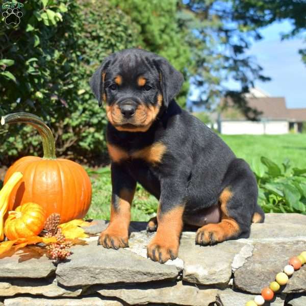 Cocoa, Rottweiler Puppy