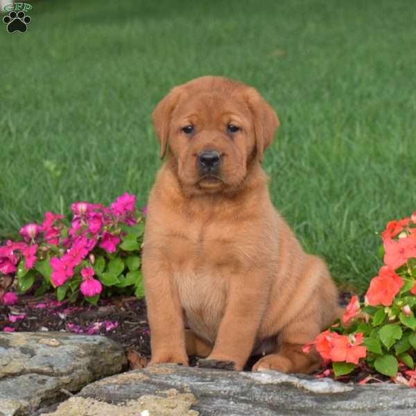 Cocoa, Fox Red Labrador Retriever Puppy